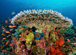 coral-reef-komodo-island-national-park-indonesia-dive-liveaboard-voyage-holiday-vacation-scuba-diving-adventure-travel-underwater-macro-photography.jpg