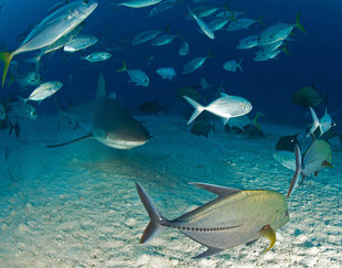 Shark in Turks & Caicos - Rob Smith