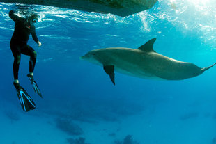 Snorkelling with Dolphins - Rob Smith
