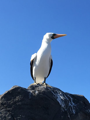 Nazca Booby in the Galapagos Islands - Birdwatching holidays tours and travel.