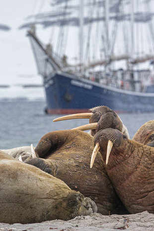 Walrus with sailing ship in Spitsbergen - Jordi Plana