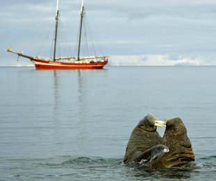 Walrus with sailing ship in Spitsbergen - Jan Belgers