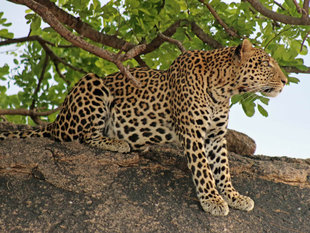 Leopard in Ruaha National Park - Peter Thomas
