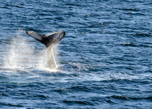 Humpback Whale in Spitsbergen - Sandra Petrowitz