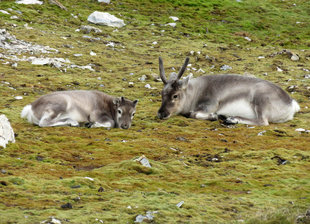 Svalbard Reindeer at Alkhornet - Jen Squire