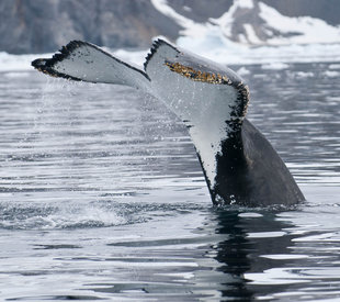 Whale Tail Antarctica