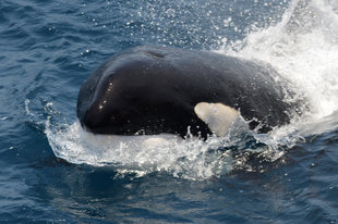 West African Coast Orca Whale