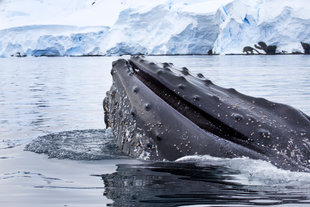 Humpback Whale, Antarctica
