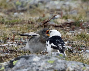 Snow Bunting with Chick - Roly Pitts