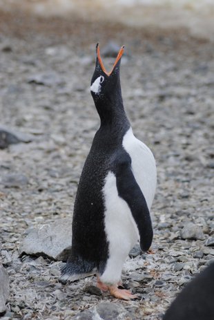 gentoo-penguin-antarctica-wilderness-wildlife-marine-life-holiday-cruise-adventure.jpeg