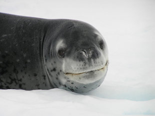 Leopard Seal Antarctica, Charlotte Caffrey