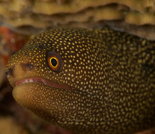 moray-eel-belize-aggressor-mesoamerican-barrier-reef-coral-turtle-scuba-dive-diving-blue-hole-shark-snorkelling-liveaboard-holiday-vacation-travel-underwater-photography.jpg
