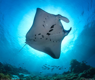 Reef-Manta-Ray-Mobula-alfredi-Komodo-Indonesia-research-spot-pattern-swim-snorkel-dive-MMF-Dr-Simon-Pierce-Aqua-Firma.jpg