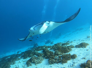 Manta-Ray-Komodo-Indonesia-Mobula-alfredi-swimming-snorkel-dive-underwater-photography-Charlotte-Caffrey-Aqua-Firma.jpg