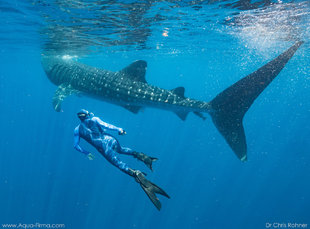 Freediving on Whale Shark Research & Photography with Aqua-Firma in Mexico - photo by Dr Chris Rohner Aqua-Firma / MMF
