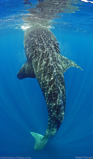Whale Shark Vertically Feeding in Mexico - underwater photography by Ralph Pannell, Aqua-Firma