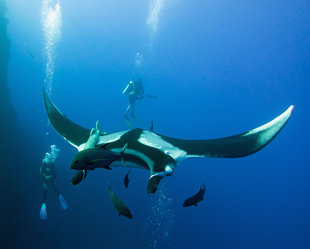 Diving with Giant Manta Rays in Socorro Islands, Mexico - Bob Dobson