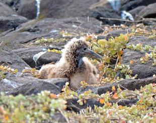 Waved Albatross chick on Espanola-Island, Galapagos - bird photography Ralph Pannell, Aqua-Firma