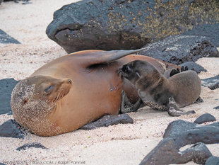 Newborn Galapagos Sealion suckling under the protective fin of mother - photograph by Ralph Pannell Aqua-Firma