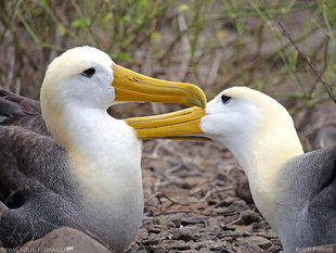 Waved Albatross courtship display - Espanola Island, Galapagos - birding and photography Aqua-Firma (Ralph Pannell)
