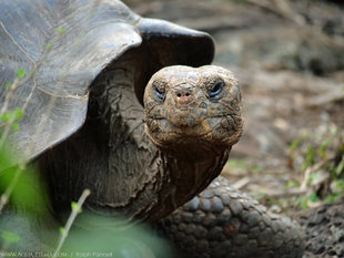 Giant Tortoise San Cristobal Island Galapagos, photography by Ralph Pannell AQUA-FIRMA