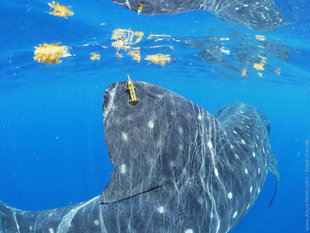 Satellite Tag on Whale Shark Dorsal Fin to track migrations - Photograph by Ralph Pannell Aqua-Firma