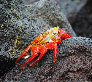Sally Lightfoot Crab at Isabela Island, Galapagos - Ralph Pannell (Aqua-Firma)
