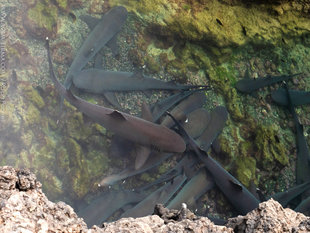 White tip Reef Sharks in Shallows at Las Tintoreras, Isablea Island, Galapaggos - Ralph Pannell (Aqua-Firma)