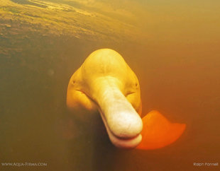 Amazon Pink River Dolphin in Ecuador - underwater photography: Ralph Pannell Aqua-Firma Lumix Panasonic in Nauticam housing