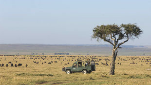 Safari Drive across savanna plains of the Masai Mara Reserve