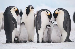 quark-exp-penguin-familes.jpg