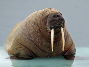 Walrus-Canada-Northwest-Passage-Baffin-Island-West-Greenland-expedition-cruise-voyage-Canadian-high-arctic-polar-wildlife-travel-holiday-vacation-photography.jpg