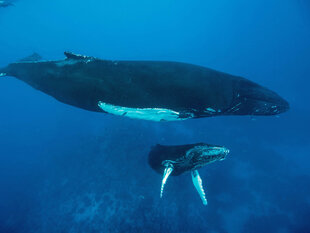 Mother & Calf Humpback Whale Silver Bank Caribbean Dominican Republic