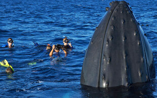 Humpback Spy Hops our snorkelers at the Silver Bank