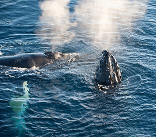 Whales Feeding in Polar Waters