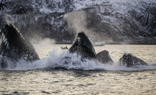 Humpback Whales Bubblenet Fishing in Norway
