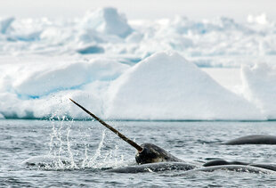 Narwhal in Arctic Bay, Northwest Passage