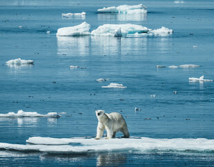 Polar Bear in the Northwest Passage