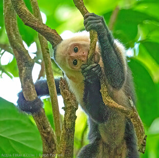 White-faced Capuchin monkey Costa Rica