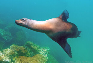 Galapagos sealion swooshing past underwater
