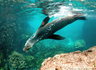 Galapagos sealion underwater off SW Isabela Island
