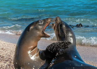 Adolescent Galapagos Sealions play fighting