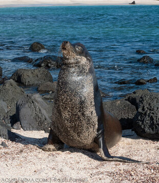 Galapagos Sealions can snooze in any position