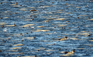 Thousands of Harp Seals near Baffin Island - Karen Bass