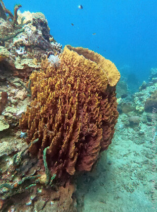 Giant Sponge on Dominica's coral coastline