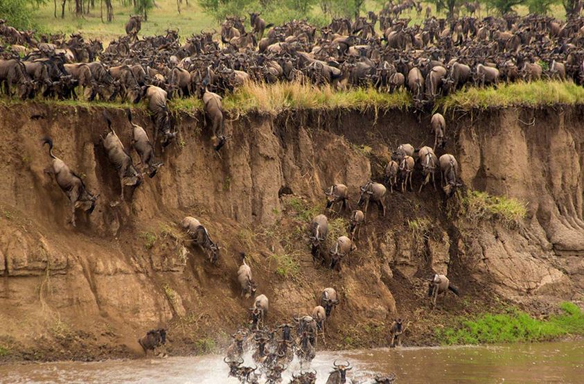 Great Wildebeest Migration Mara River Crossing Serengeti to Maasai Mara - Bob Madden